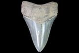 Serrated, Lower Megalodon Tooth - Very Light Tooth #86075-1